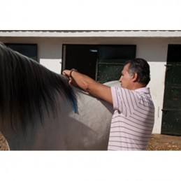 Horse withers measurements...