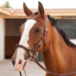 Cavesson-bridle (mediacan)...