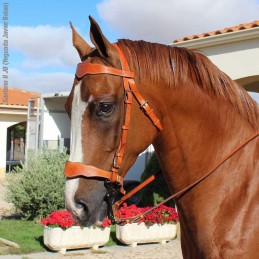 Snaffle bridle portuguese...