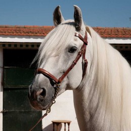 Show halter with browband...