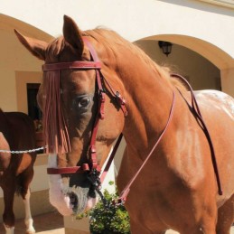 Snaffle bridle vaquera with...