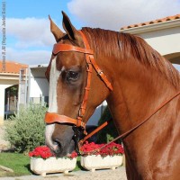 portuguese bridles