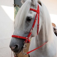 Hiking bridles